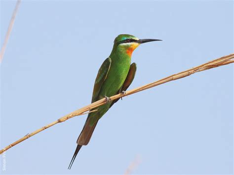Blue Cheeked Bee Eater
