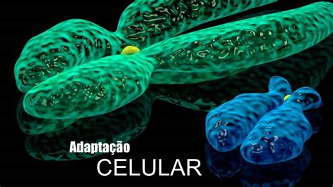 O Que Adapta O Celular Braincp