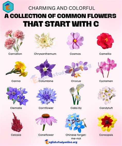 Discover The Charm Of Flowers That Start With C A Comprehensive