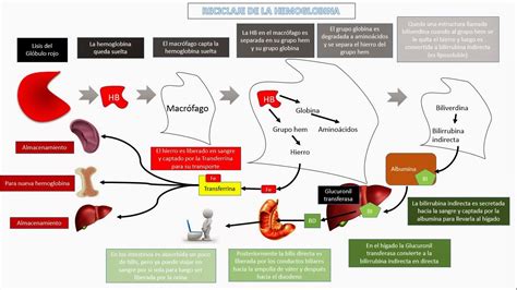 Fisiologia Humana Hemoglobina Y Mecanismos De Hemostasia