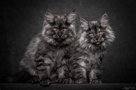 Retratos de gatos Maine Coon que lucen como criaturas místicas