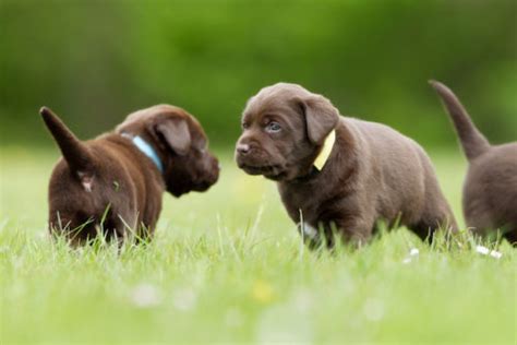 Nature vs. Nurture: Is Your Dog’s Personality Learned Or Genetic ... 