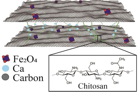 Proposed Schematic Structure Representation Of Chitosan As An Electron