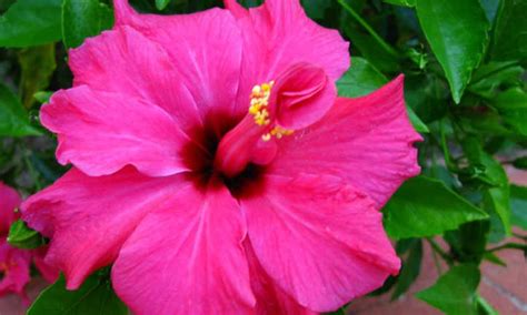 25 Hibiscus Types Youll Love To Grow Epic Gardening