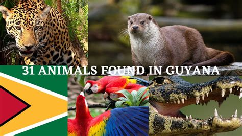 31 Animals found in Guyana - YouTube