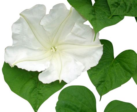 White Moonflower Vine Seeds | Etsy