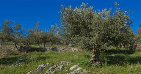 Visita Guidata E Degustazione Al Museo Dell Olio A Boville Ernica