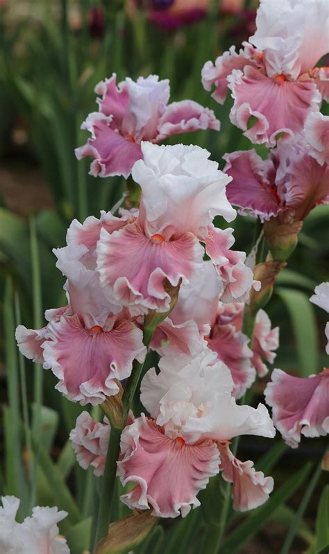 Lovely Livvy Mid America Garden