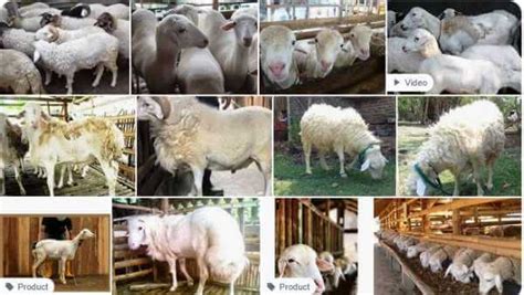 Panduan Sukses Beternak Kambing Gibas Rahasia Kesuksesan Dalam