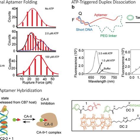 Atp Binding Rna Aptamer With The Ability To Distinguish Atp Adp And Download Scientific