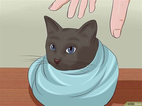 A Hilarious And Helpful Guide To Giving A Cat A Pill