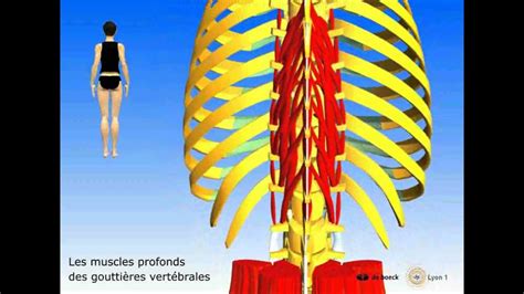 Les Muscles Post Rieurs Du Tronc Youtube