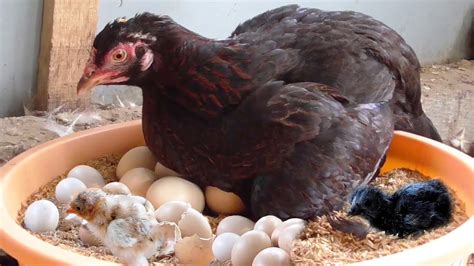 Amazing Born Murgi Hatching Eggs In Chaff To Chicks Born Crazy Hen