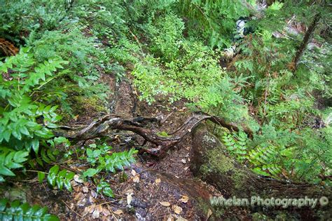 Walks With Moss Wonder Mountain Wilderness And The Wonder Ponds