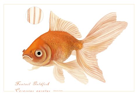 Fantail Goldfish - Carassius auratus by rainytown on DeviantArt