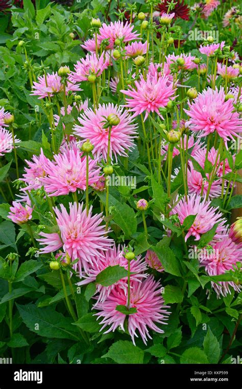 Dahlia Pink Princess Hi Res Stock Photography And Images Alamy