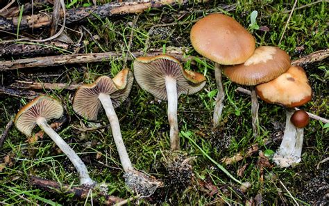 California Fungi: Psilocybe cyanescens