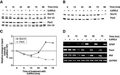 Regulation Of Pax3 And Sox10 Gene Expression In Il6ril6 Treated F10 9 Download Scientific