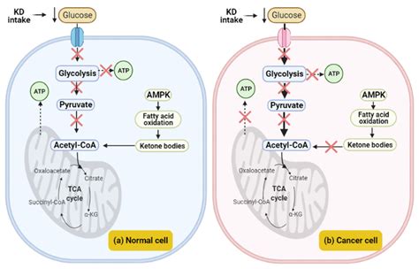 Cimb Free Full Text Ketogenic Diet In Cancer Prevention And Therapy