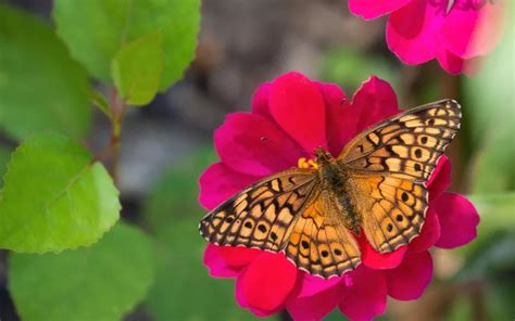 Variegated Fritillary Butterfly: Identification, Life Cycle, and Behavior - Insectic