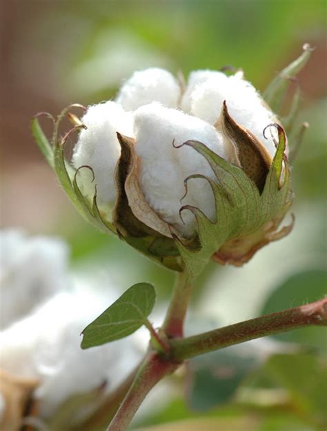 The Story Of Cotton Global Inch International Journal Of Intangible