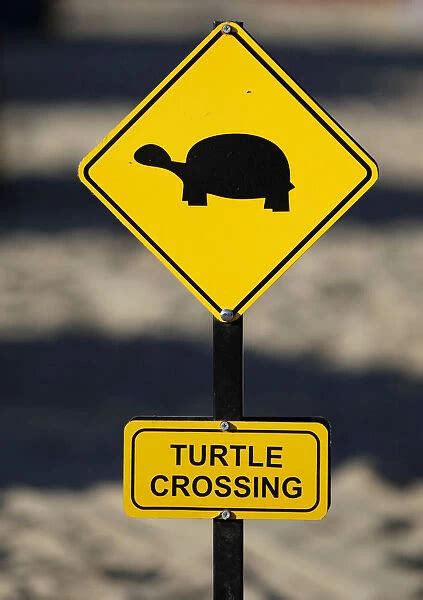 Yellow Warning Sign Turtle Crossing Turtles Crossing 12540535