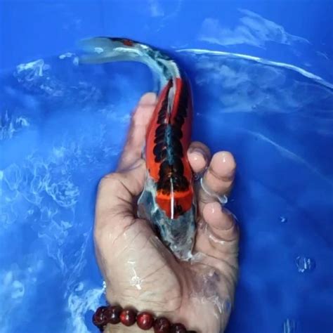 Jual Ikan Koi Blitar Jenis Kujaku Rumah Koi Jakarta Kode 0026