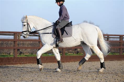 Draw Reins For Horses When Do They Have A Place In Training Your Horse