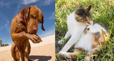 Understanding And Managing Pet Allergies Tips For A Happier