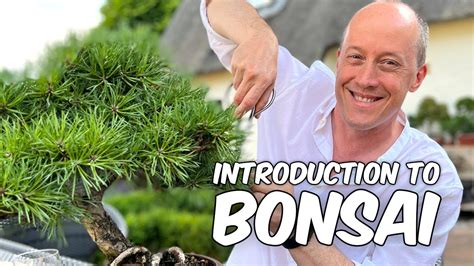 Quick Guide To Bonsai Trees For Beginners Youtube