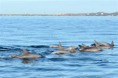 Big Pods And Fearless Mums Among The Dolphins Of Kwinana Shelf