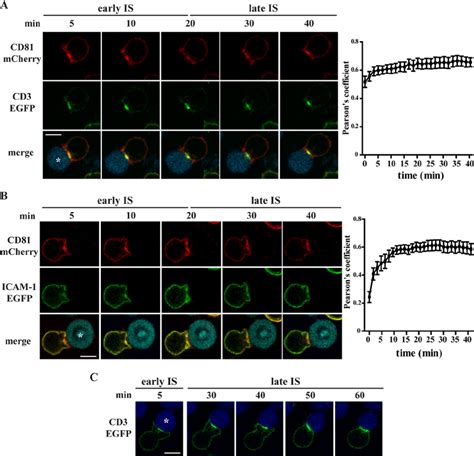 Cd81 Cd3 And Icam 1 Relocalization Depends On Is Maturation J77 Download Scientific Diagram