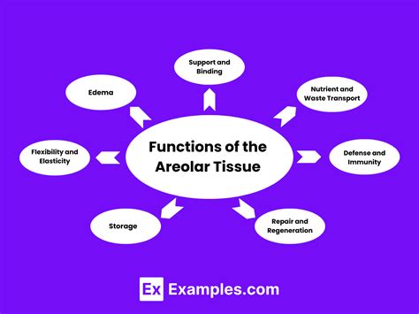 Areolar Tissue - Functions, Common Diseases and Conditions of Areolar ...