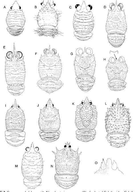 Figure 2 from A new classification of the Galatheoidea (Crustacea: Decapoda: Anomura) | Semantic ...