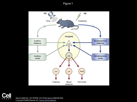 Elizabeth A Phelps Joseph E Ledoux Neuron Ppt Download