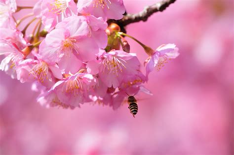 Fondos de Pantalla 2560x1706 Floración de árboles Sakura cerezo Rosa