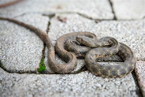 U Hrvatskoj živi petnaest vrsta zmija samo su tri otrovne ali jedne