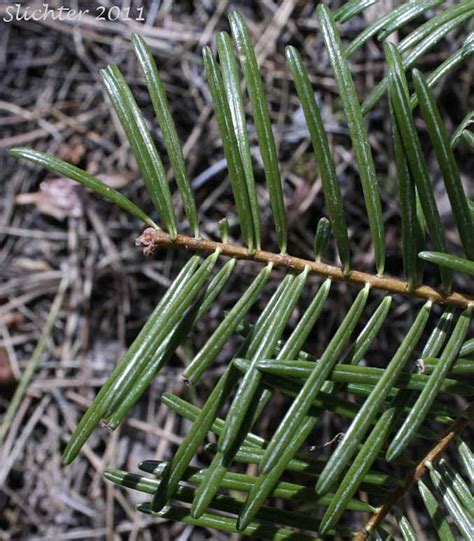 California White Fir Sierra White Fir Abies Concolor X Abies Grandis