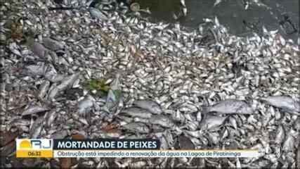 Vídeo Mortandade de peixes na Lagoa de Piratininga em Niterói Bom