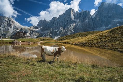 Una Vaca Cerca Del Lago En La Monta A Baita Segantini Con El Pico Cimon