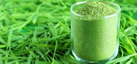 Ultimate Guide To Wheatgrass Powder Benefits Side Effects