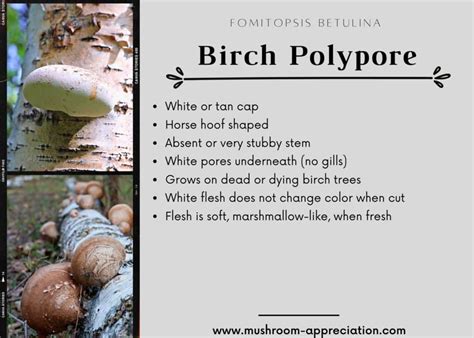 Birch Polypore Identification Foraging And Uses Mushroom Appreciation