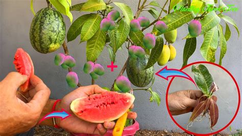 How To Grafting Watermelon With Mango Grow Fast In A Short Time YouTube