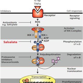 Salsalate and its effects on AMPK targeting various organs | Download ...