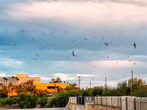 Where To Go Bat Watching In Phoenix The Phoenix Bat Cave Arizona