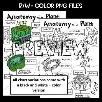 SCIENCE SCAFFOLDED NOTES ANCHOR CHART Plant Anatomy TPT