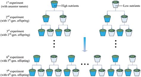 PHYTON Free Full Text Clonal Transgenerational Effects Transmit For