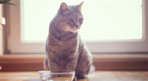 Il Tuo Gatto Non Beve Guida Per Tenerlo Idratato Arcamagazine