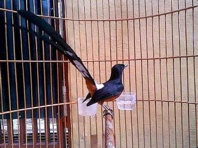 Penyebab Burung Murai Batu Lambat Panas Saat Lomba Dan Cara