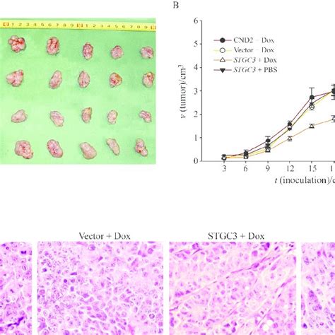 Stgc Inhibits The Tumor Growth Of Cne Cells In Nude Mice By